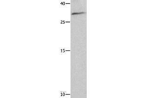 Western blot analysis of 293T cell , using NAIF1 Polyclonal Antibody at dilution of 1:750 (NAIF1 antibody)