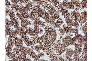 Immunohistochemical staining of paraffin-embedded Human liver tissue using anti-PDIA4 mouse monoclonal antibody.