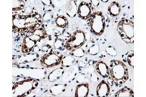 Immunohistochemistry (IHC) image for anti-Fumarylacetoacetate Hydrolase Domain Containing 2A (FAHD2A) antibody (ABIN1498183) (FAHD2A antibody)