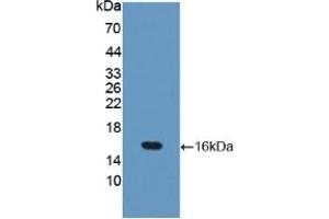 Detection of Recombinant OCLN, Mouse using Polyclonal Antibody to Occludin (OCLN) (Occludin antibody  (AA 17-107))