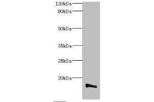 Western blot All lanes: Transmembrane protein 14B antibody at 2 μg/mL + K562 whole cell lysate Secondary Goat polyclonal to rabbit IgG at 1/10000 dilution Predicted band size: 13, 9 kDa Observed band size: 13 kDa