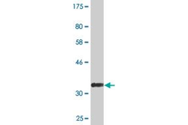 KCNA1 antibody  (AA 410-495)