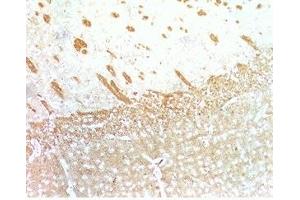 Mouse brain tissue was stained by Anti-Relaxin-3 /INSL-7 B- Chain. (Relaxin 3 antibody  (Chain B))