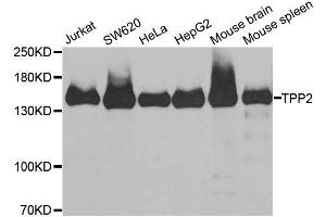 Western blot analysis of extracts of various cell lines, using TPP2 antibody. (Tpp2 antibody  (AA 1-300))