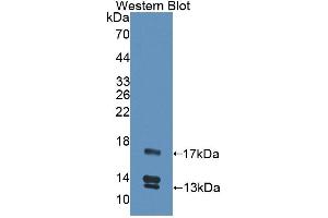 Detection of Recombinant UCN2, Human using Polyclonal Antibody to Urocortin 2 (UCN2) (Urocortin 2 antibody  (AA 20-112))