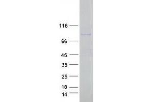 Validation with Western Blot (POGK Protein (Myc-DYKDDDDK Tag))