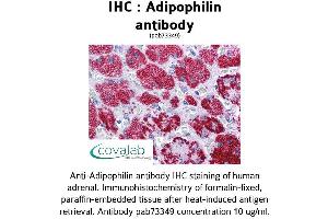 Image no. 1 for anti-Perilipin 2 (PLIN2) (AA 28-281) antibody (ABIN1731557) (ADRP antibody  (AA 28-281))