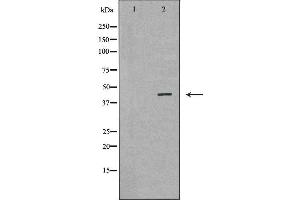 Western blot analysis of Mouse liver tissue lysates, using GLUL Antibody. (GLUL antibody  (C-Term))