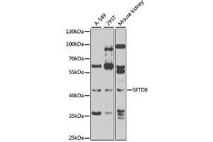 Western blot analysis of extracts of various cell lines, using SETD8 antibody (ABIN4905138) at 1:1000 dilution.