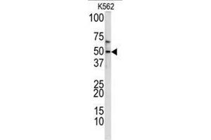 Western blot analysis of TIEG2 antibody (N-term) in K562 cell line lysates (35ug/lane). (KLF11 antibody  (N-Term))
