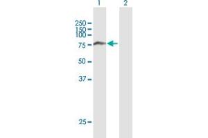 Sorting Nexin 1 antibody  (AA 1-522)