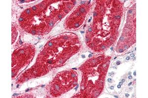 Anti-DPEP1 antibody IHC of human kidney. (DPEP1 antibody  (N-Term))