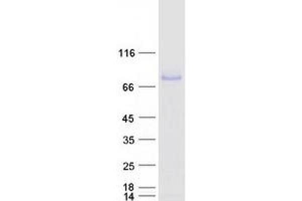 PROS1 Protein (Myc-DYKDDDDK Tag)