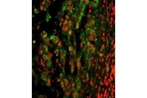 Immunofluorescence (IF) image for anti-Integrin, alpha X (Complement Component 3 Receptor 4 Subunit) (ITGAX) antibody (ABIN3002913) (CD11c antibody)