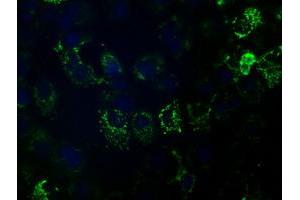 Anti-HIBCH mouse monoclonal antibody (ABIN2453127) immunofluorescent staining of COS7 cells transiently transfected by pCMV6-ENTRY HIBCH (RC209814). (HIBCH antibody)