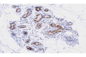 Immunohistochemistry (IHC) image for anti-Apoptosis, Caspase Activation Inhibitor (AVEN) (AA 254-362) antibody (ABIN336089) (AVEN antibody  (AA 254-362))