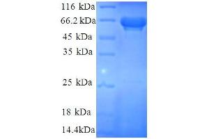 SDS-PAGE (SDS) image for Eukaryotic Translation Initiation Factor 3 Subunit F (EIF3F) (AA 1-323), (partial) protein (GST tag) (ABIN5712275) (EIF3F Protein (AA 1-323, partial) (GST tag))