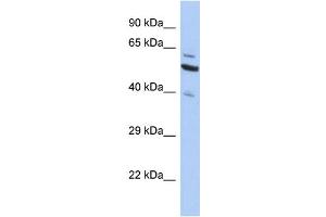 Western Blotting (WB) image for anti-Sec1 Family Domain Containing 1 (SCFD1) (C-Term) antibody (ABIN2505190) (SCFD1 antibody  (C-Term))