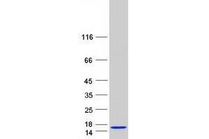 Western Blotting (WB) image for Small EDRK-Rich Factor 2 (SERF2) protein (Myc-DYKDDDDK Tag) (ABIN2731711)