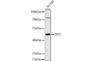 Western blot analysis of extracts of DU145 cells, using SPZ1 antibody (ABIN7270527) at 1:1000 dilution. (SPZ1 antibody  (AA 1-430))