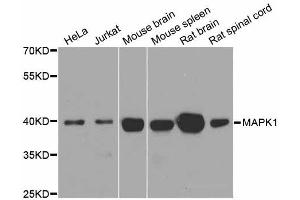 Western blot analysis of extracts of various cell lines, using ERK1/2 antibody. (ERK2 antibody  (N-Term))