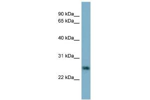 WB Suggested Anti-NTF5 Antibody Titration: 0. (Neurotrophin 4 antibody  (N-Term))