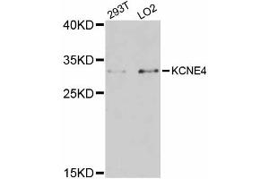 Western blot analysis of extracts of various cell lines, using KCNE4 antibody (ABIN5998032) at 1:3000 dilution. (KCNE4 antibody)