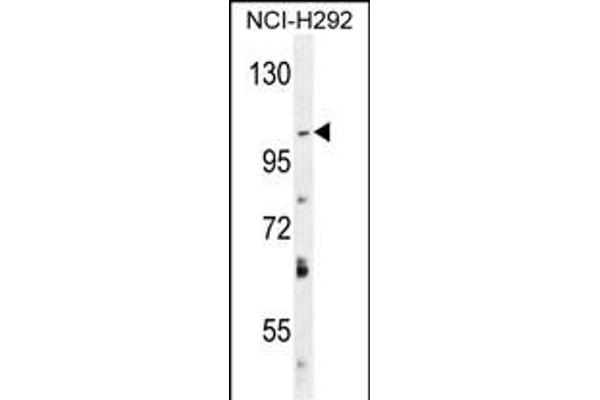 DAGLA anticorps  (AA 317-345)