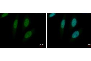 ICC/IF Image Histone H3. (Histone H3.3B antibody  (full length))