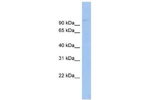 WB Suggested Anti-ABCB6 Antibody Titration:  0. (ABCB6 antibody  (Middle Region))