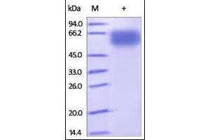 Human NKp46, Fc Tag on SDS-PAGE under reducing (R) condition. (NCR1 Protein (AA 22-254) (Fc Tag))