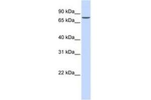 Image no. 1 for anti-Set1/Ash2 Histone Methyltransferase Complex Subunit ASH2 (ASH2L) (AA 36-85) antibody (ABIN6744249) (ASH2L antibody  (AA 36-85))