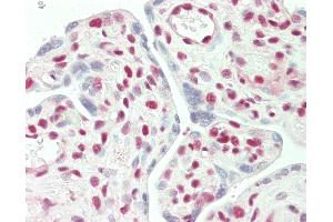 Anti-STAG2 antibody IHC staining of human placenta. (STAG2 antibody  (AA 1100-1150))