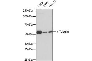 Western blot analysis of extracts of various cell lines, using α-Tubulin Rabbit mAb (ABIN7271036) at 1:1000 dilution. (TUBA4A antibody)