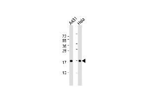 All lanes : Anti-IA Antibody (N-term) at 1:1000 dilution Lane 1: A431 whole cell lysate Lane 2: Hela whole cell lysate Lysates/proteins at 20 μg per lane. (PPIA antibody  (N-Term))