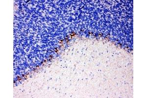 IHC-P: GAT-1 antibody testing of rat brain tissue (SLC6A1 antibody  (C-Term))