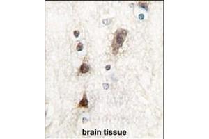 Formalin-fixed and paraffin-embedded human brain tissue reacted with Ptf1a Antibody (N-term) (ABIN1881703 and ABIN2839321) , which was peroxidase-conjugated to the secondary antibody, followed by DAB staining. (PTF1A antibody  (N-Term))