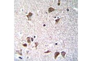 Oct3/4 antibody immunohistochemistry analysis in formalin fixed and paraffin embedded human brain tissue. (OCT4 antibody  (AA 265-297))