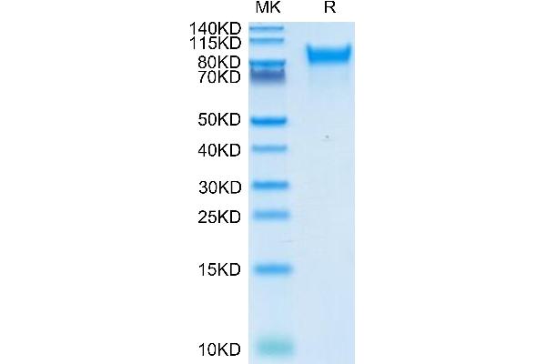 ERBB4 Protein (AA 26-651) (His-Avi Tag)