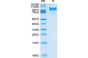 Human Her4 on Tris-Bis PAGE under reduced condition. (ERBB4 Protein (AA 26-651) (His-Avi Tag))
