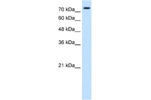 WB Suggested Anti-FOXK1 Antibody Titration:  0.