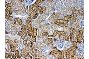 IHC testing of FFPE mouse kidney tissue with FZD3 antibody at 1ug/ml.