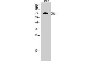 anti-Guanine Nucleotide Binding Protein Like Protein 1 (GNL1) (AA 30-110) antibody