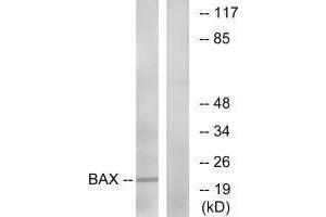 Western blot analysis of extracts from HepG2 cells, using Bax (Ab-167) antibody. (BAX antibody  (Thr167))