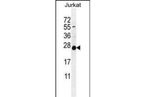 POLR2J Antibody (C-Term) (ABIN655247 and ABIN2844848) western blot analysis in Jurkat cell line lysates (35 μg/lane). (POLR2J antibody  (C-Term))