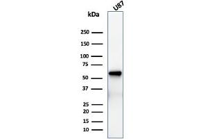 Western Blot Analysis of U87 cell lysate using NGFR Recombinant Mouse Monoclonal Antibody (rNGFR/1965). (Recombinant NGFR antibody  (AA 281-421))