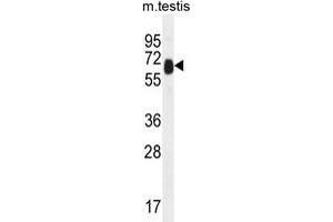 TTC39B Antibody (C-term) western blot analysis in mouse testis tissue lysates (35 µg/lane). (TTC39B antibody  (C-Term))