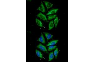 ICC/IF analysis of Tomm20 in HeLa cells. (TOMM20 antibody  (AA 25-145))