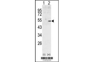 Western blot analysis of CCNA2 using rabbit polyclonal CCNA2 Antibody using 293 cell lysates (2 ug/lane) either nontransfected (Lane 1) or transiently transfected with the CCNA2 gene (Lane 2). (Cyclin A antibody  (C-Term))