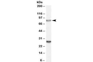 Western blot testing of rat brain lysate with SV2A antibody at 0. (SV2A antibody)